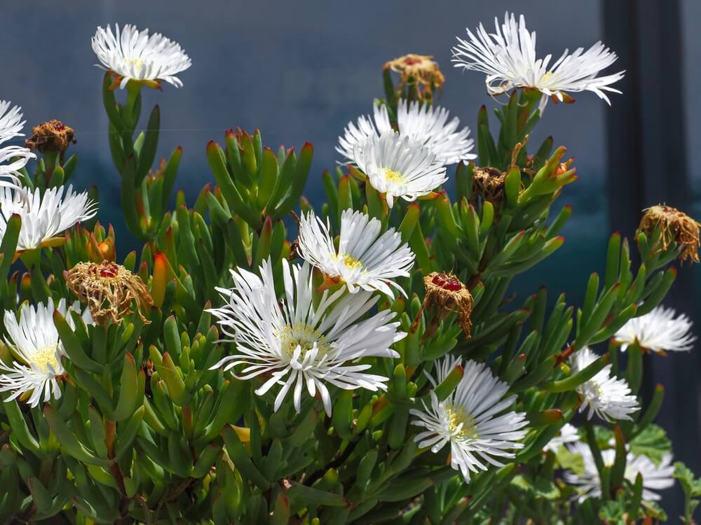 Mesembryanthemum Crystallinum 'White Sun' (White Ice Plant)