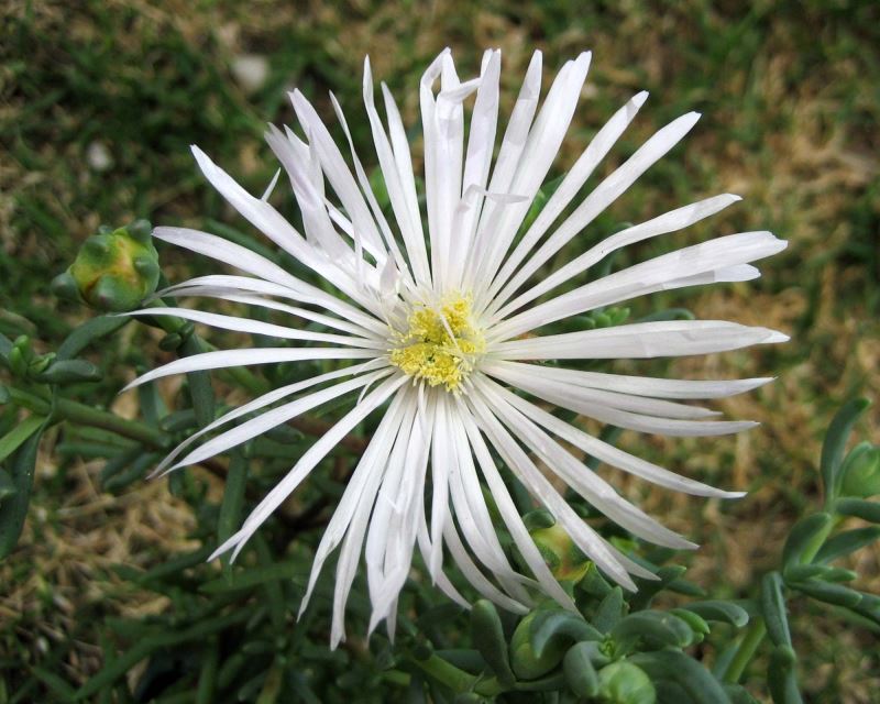 Mesembryanthemum spp. White (White Pig Face)