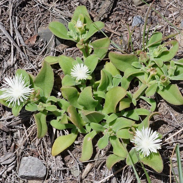 Mesembryanthemum spp. Cream (Cream Ice Plant)