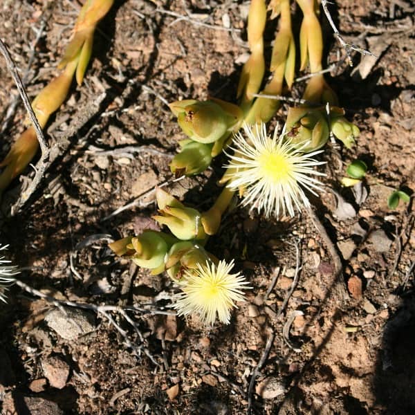 Mesembryanthemum spp. Cream (Cream Ice Plant)