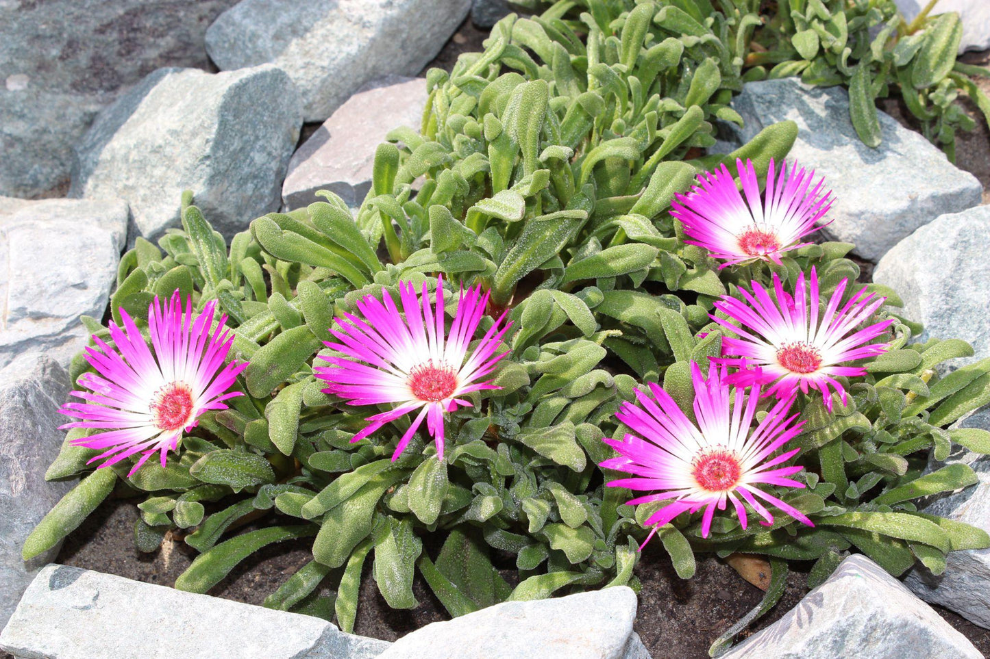 Mesembryanthemum Crystallinum (Salty Ice Plant)