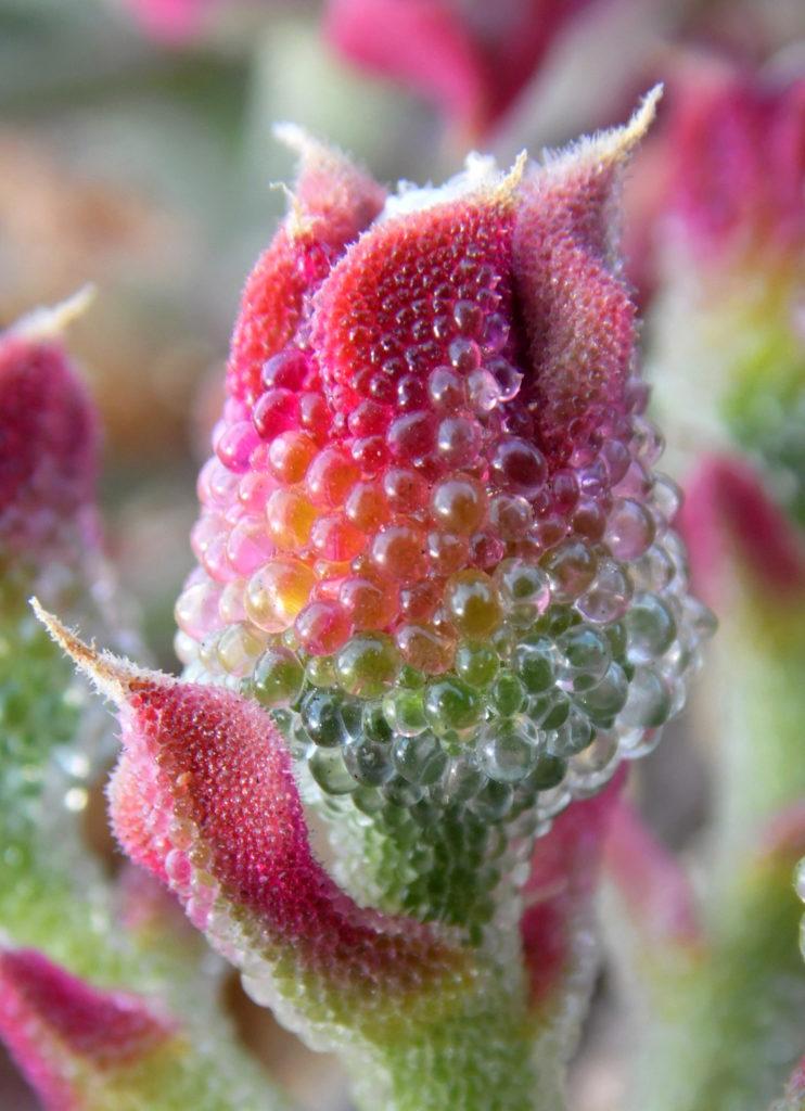 Mesembryanthemum Crystallinum (Salty Ice Plant)