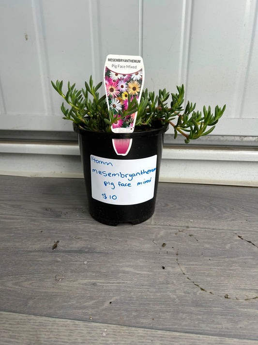 Mesembryanthemum (Pig Face) CLEARANCE