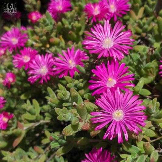 Mesembryanthemum (Pink Ice Plant)