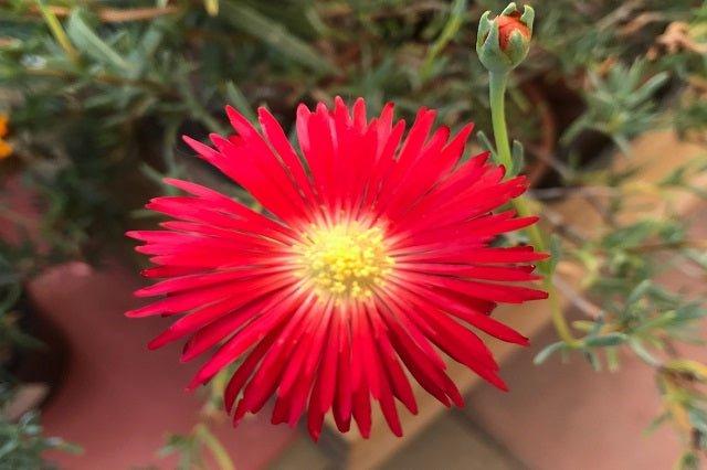 Mesembryanthemum 'Red' (Red Pigface)