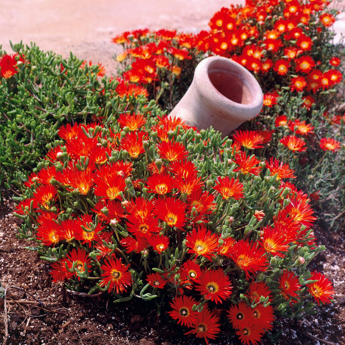 Mesembryanthemum 'Red' (Red Pigface)