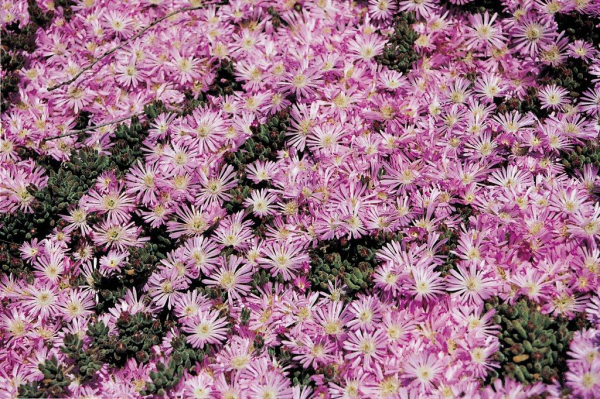 Mesembryanthemum Crystallinum (Salty Ice Plant)