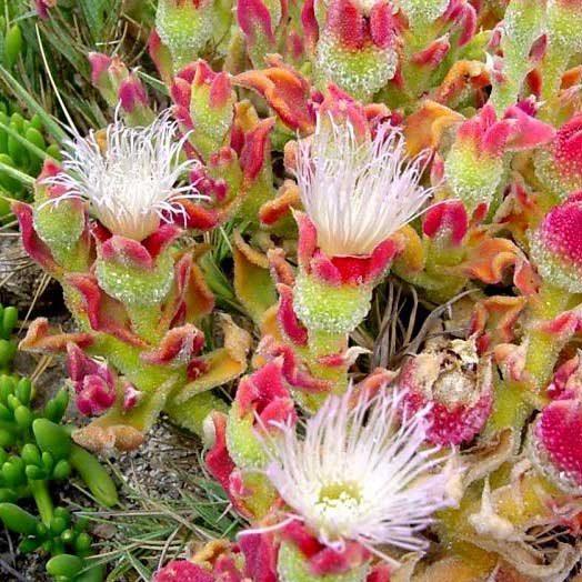 Mesembryanthemum crystallinum (Ice Plant ‘Red’)