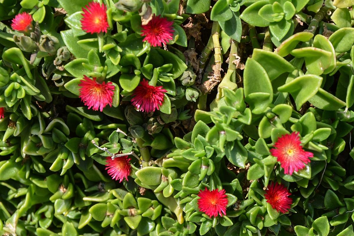 Mesembryanthemum crystallinum (Ice Plant ‘Red’)