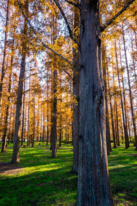 Metasequoia Glyptostroboides (Dawn Redwood)