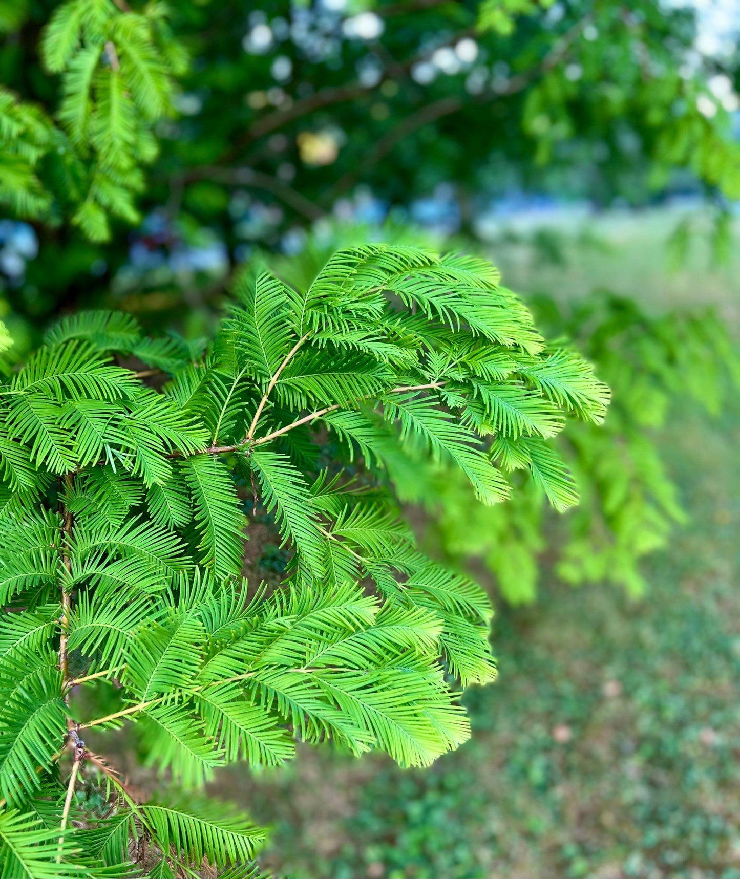 Metasequoia Glyptostroboides (Dawn Redwood)