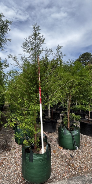 Metasequoia Glyptostroboides (Dawn Redwood)