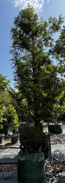 Metasequoia Glyptostroboides (Dawn Redwood)
