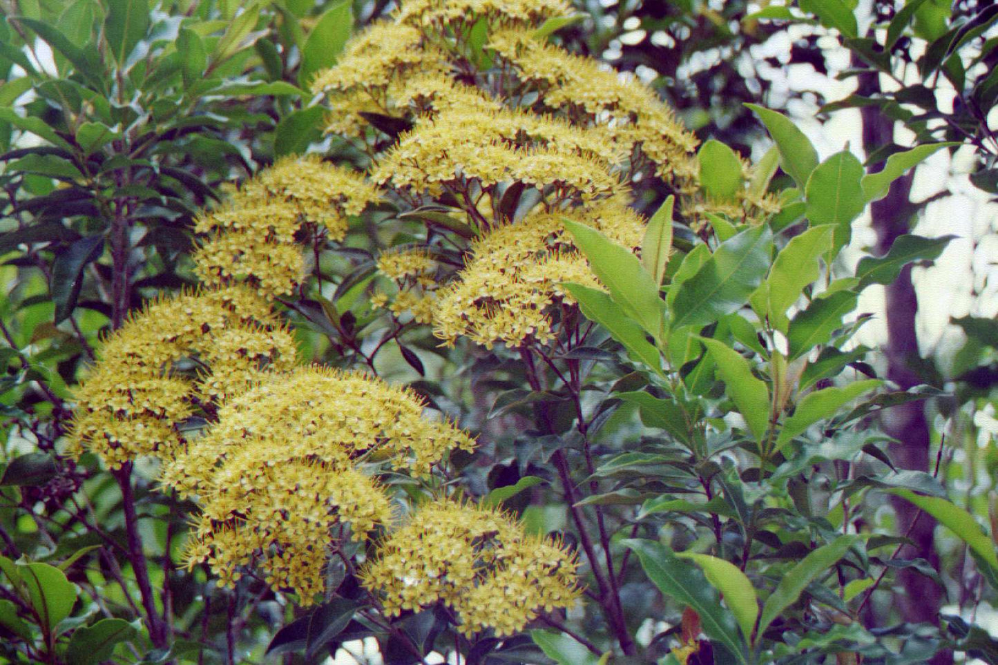 Thaleropia queenslandica (Queensland Rose Myrtle)
