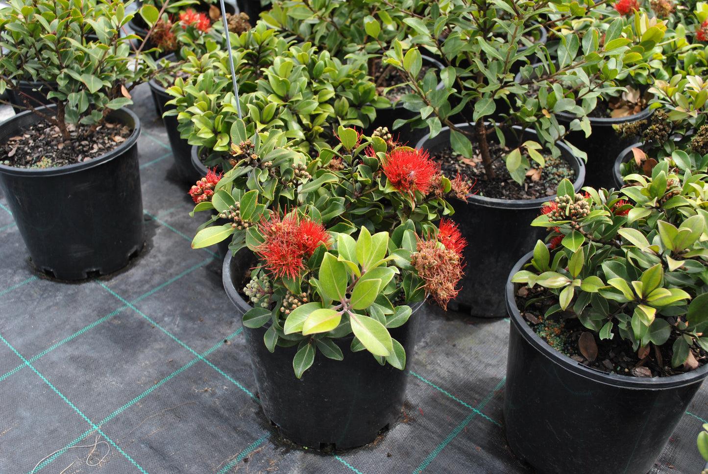 Metrosideros Collina ‘Springfire’ (Springfire Pōhutukawa)