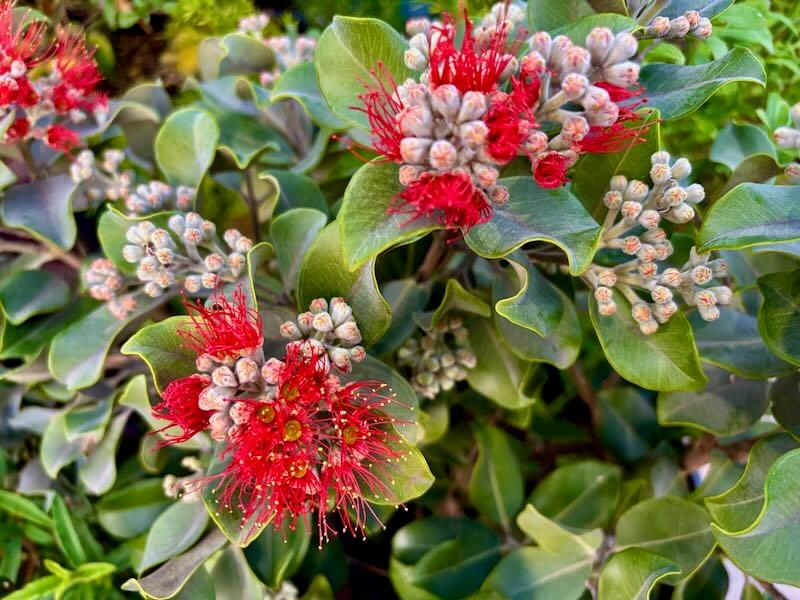 Metrosideros Collina ‘Springfire’ (Springfire Pōhutukawa)