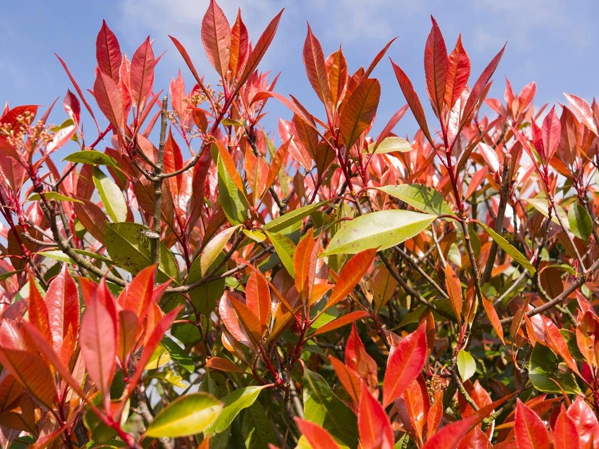 Metrosideros Collina ‘Springfire’ (Springfire Pōhutukawa)