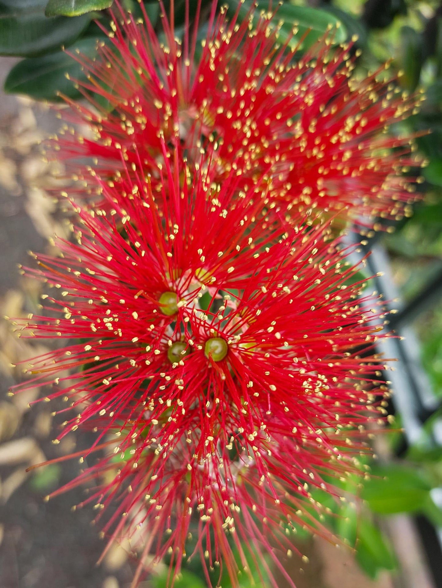 Metrosideros Collina ‘Springfire’ (Springfire Pōhutukawa)