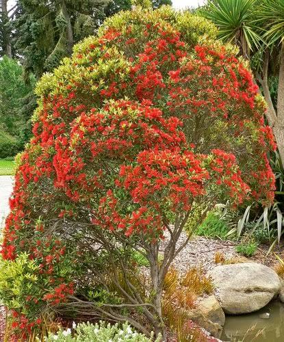 Metrosideros Collina ‘Springfire’ (Springfire Pōhutukawa)