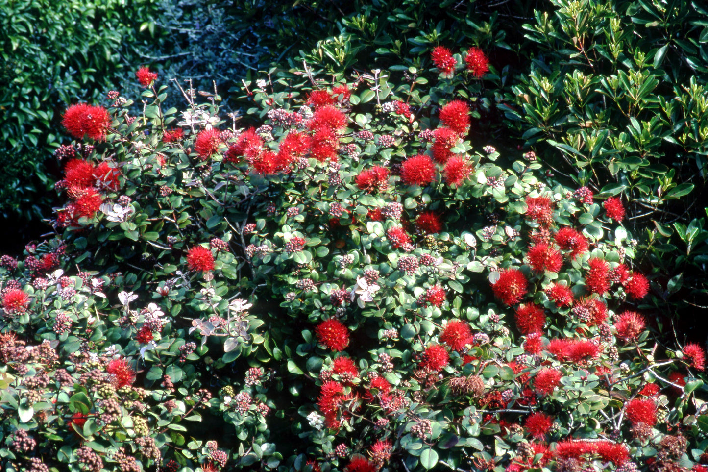 Metrosideros Collina ‘Tahiti’ (Dwarf Pohutukawa)