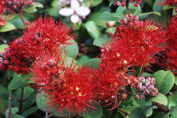 Metrosideros Collina ‘Tahiti’ (Dwarf Pohutukawa)