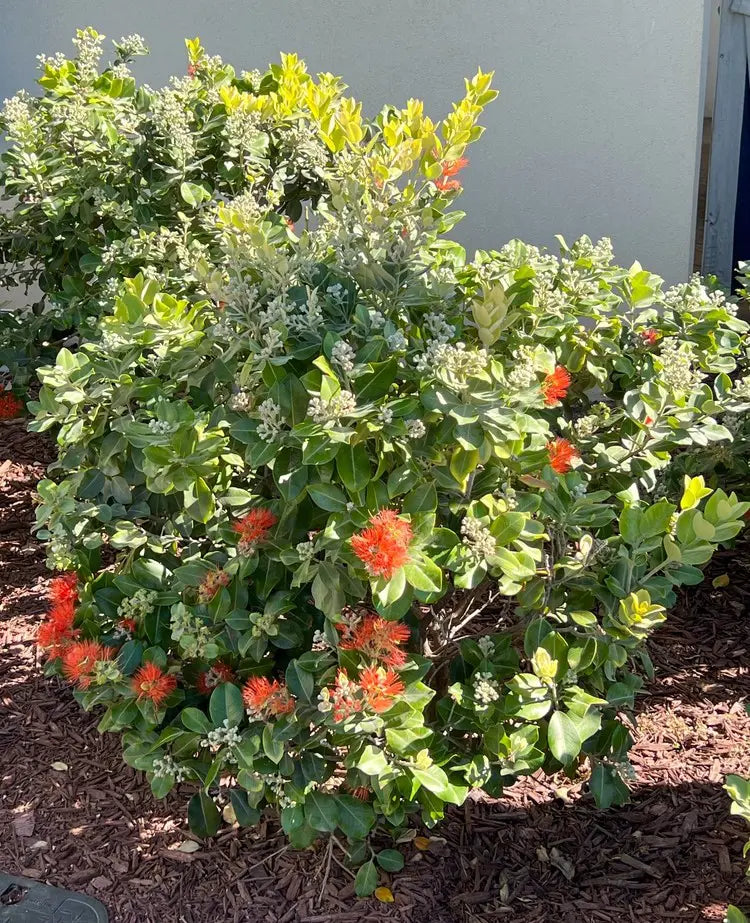 Metrosideros Collina ‘Tahiti’ (Dwarf Pohutukawa)