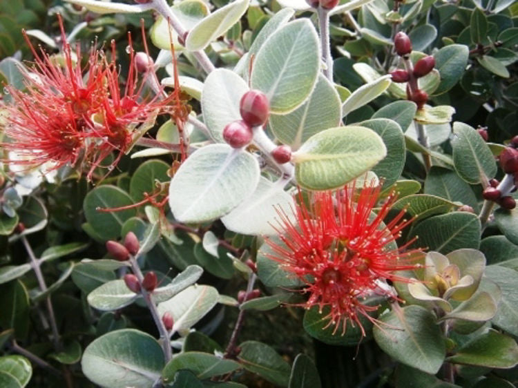 Metrosideros Collina ‘Tahiti’ (Dwarf Pohutukawa)