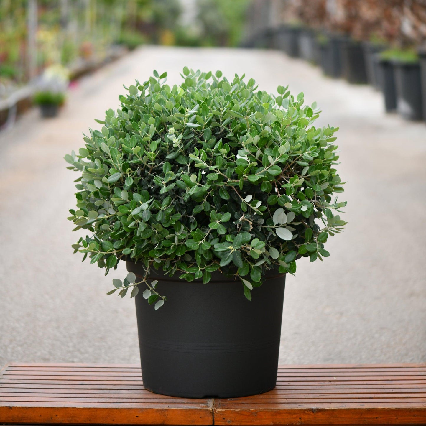 Metrosideros Thomasii (New Zealand Christmas Bush Balls)