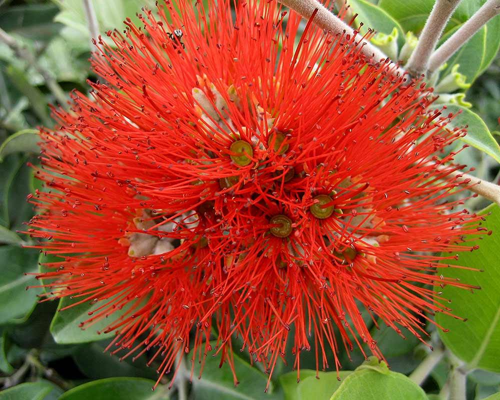 Metrosideros Thomasii (New Zealand Christmas Bush Balls)