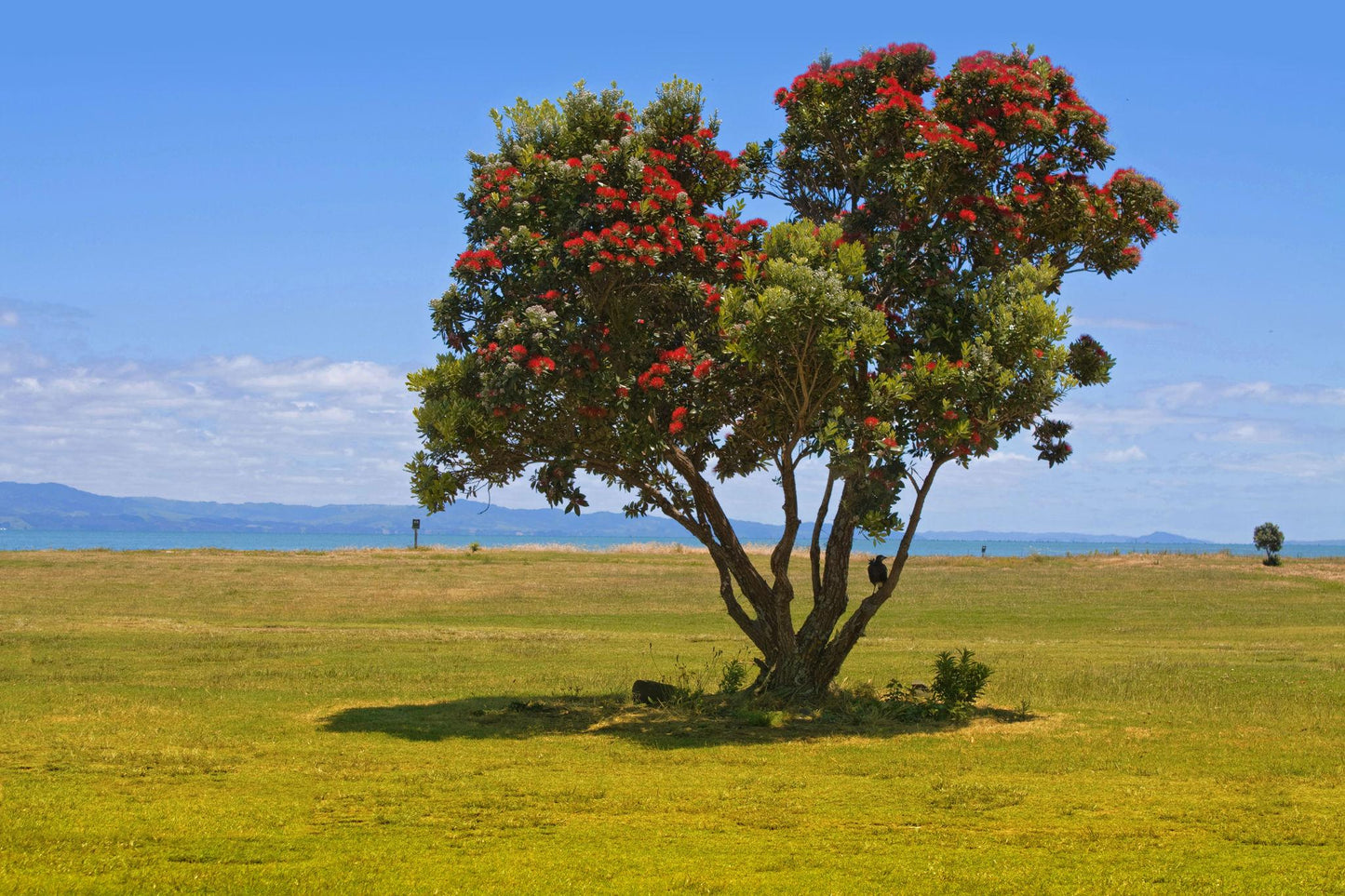 Metrosideros Tomentosa (New Zealand Christmas Tree)