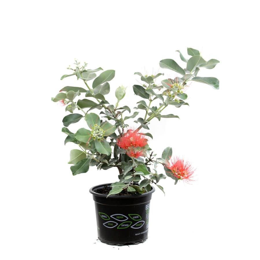 Metrosideros Tomentosa (New Zealand Christmas Tree)