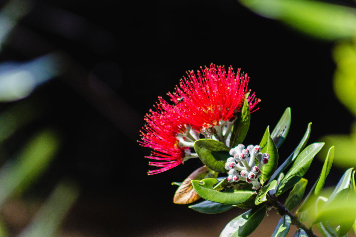 Metrosideros Tomentosa (New Zealand Christmas Tree)