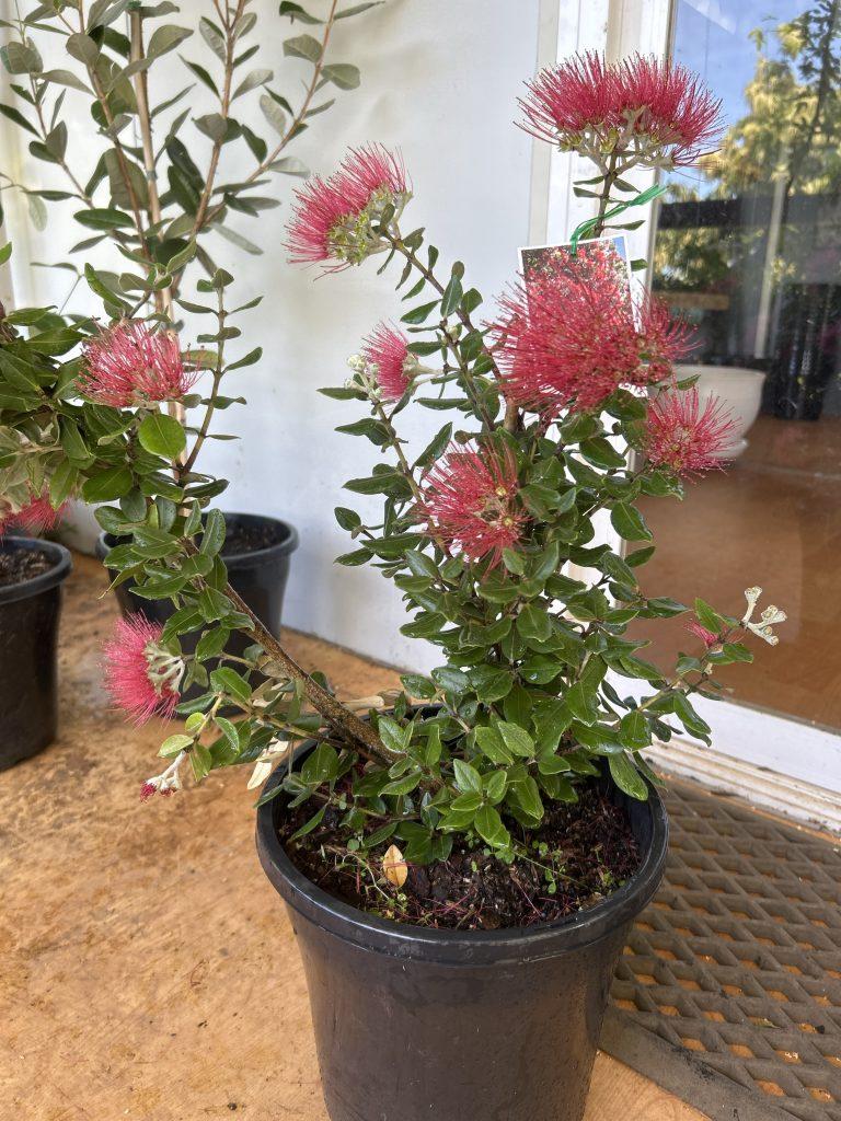 Metrosideros Tomentosa (New Zealand Christmas Tree)