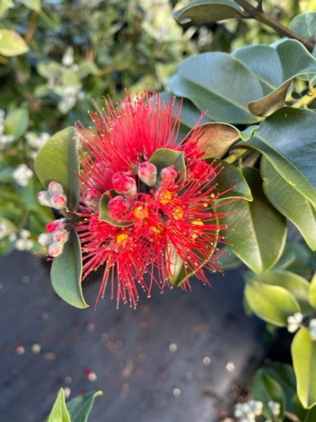 Metrosideros Thomasii (New Zealand Christmas Bush)
