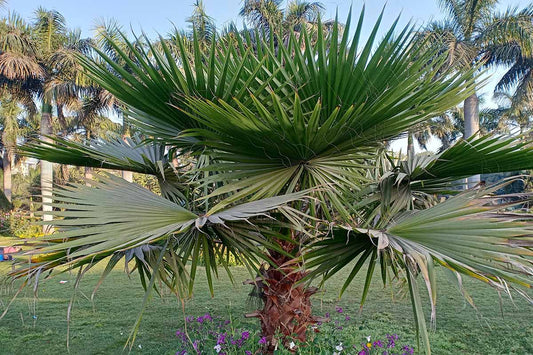 Washingtonia Robusta (Mexican Fan Palm)