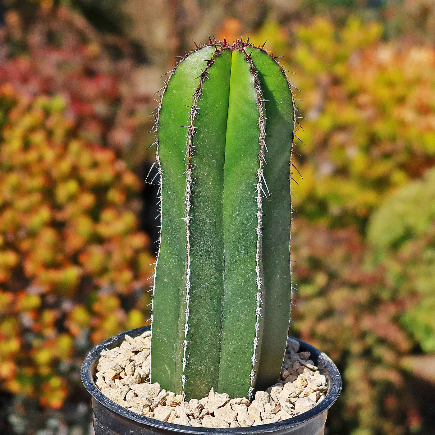 Pachycereus Marginatus (Mexican Fence Post Cactus)