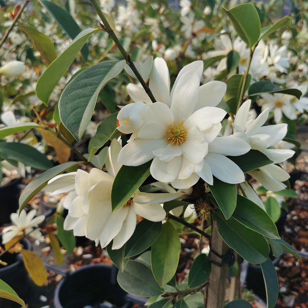 Michelia Fairy White (Fairy White Magnolia)