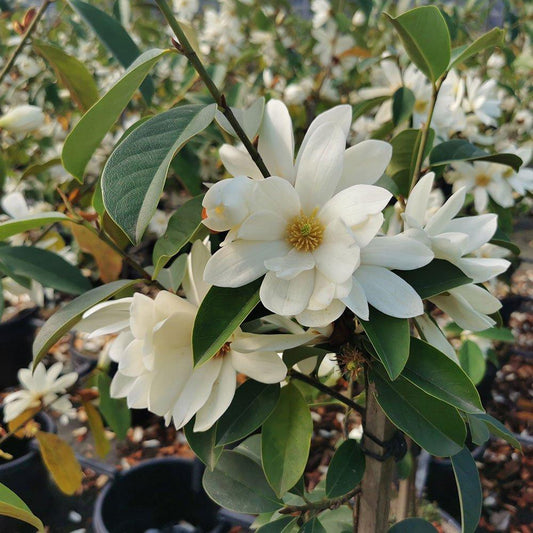 Michelia Fairy White (Fairy White Magnolia)