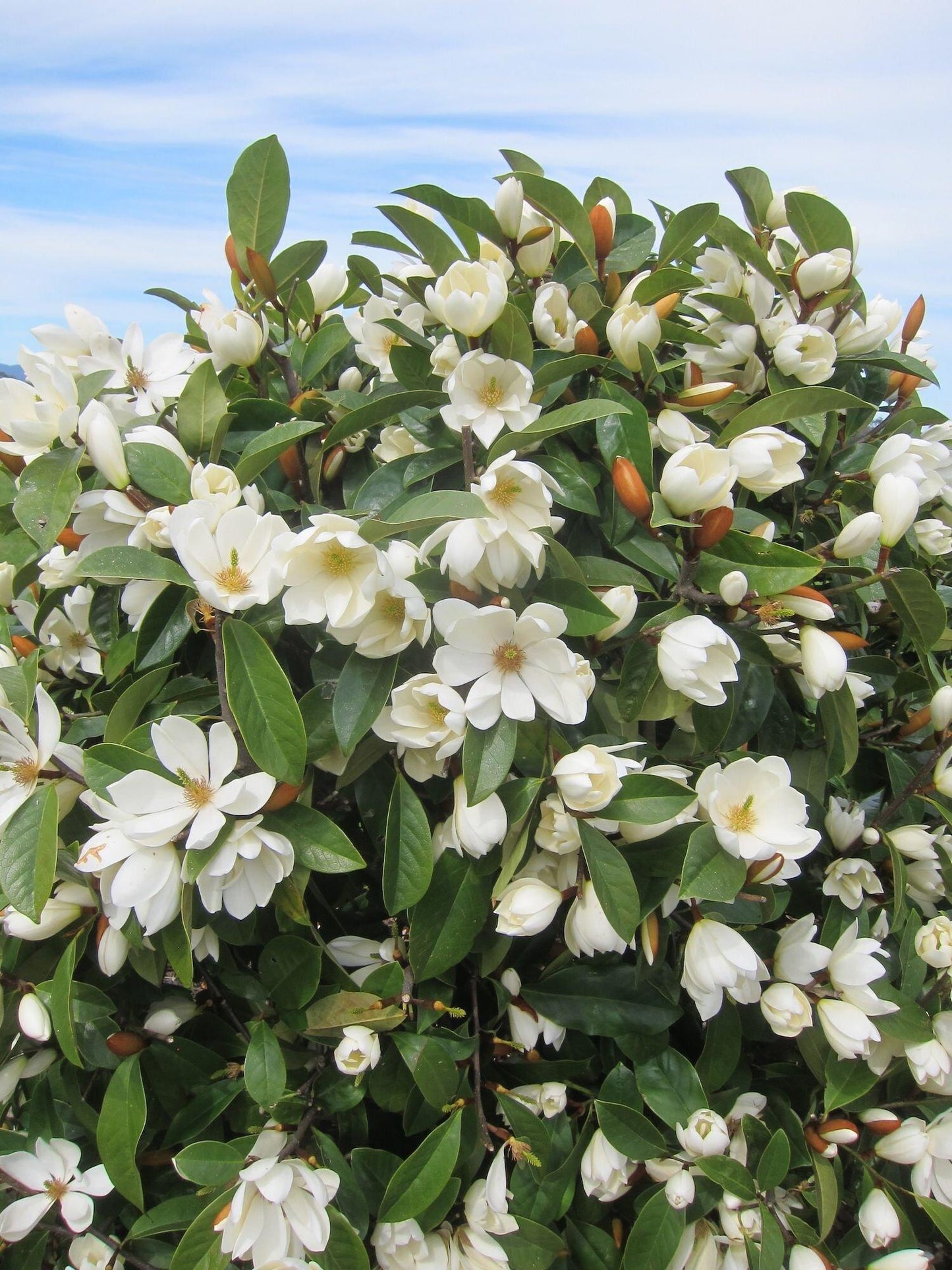 Michelia Fairy White (Fairy White Magnolia)