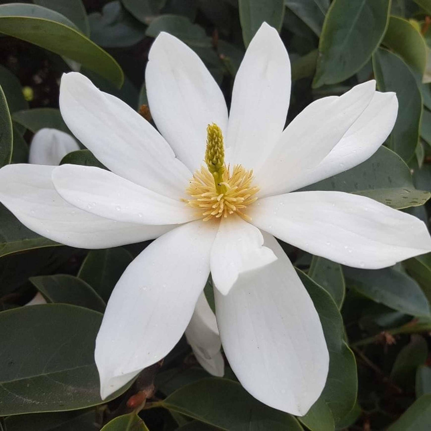 Michelia Fairy White (Fairy White Magnolia)