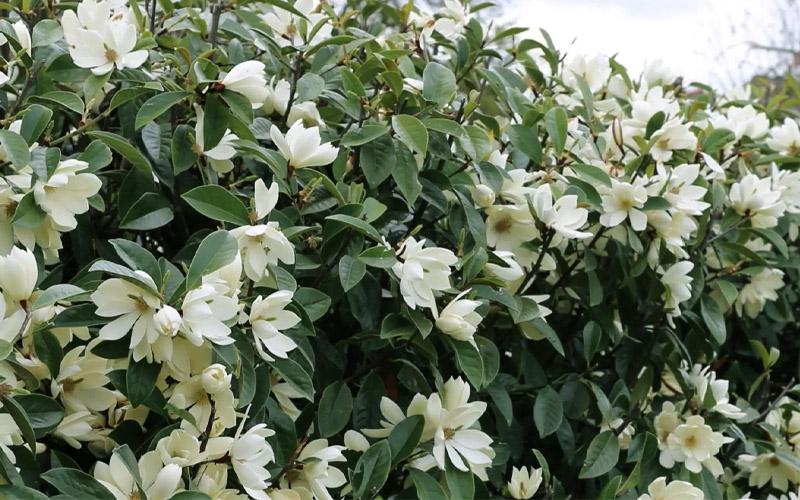 Michelia Fairy White (Fairy White Magnolia)