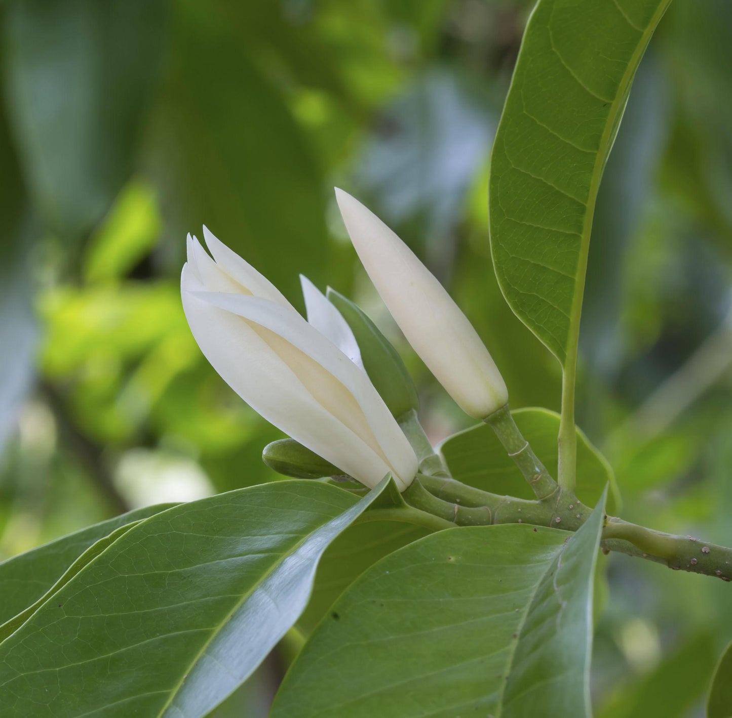 Michelia Fairy White (Fairy White Magnolia)