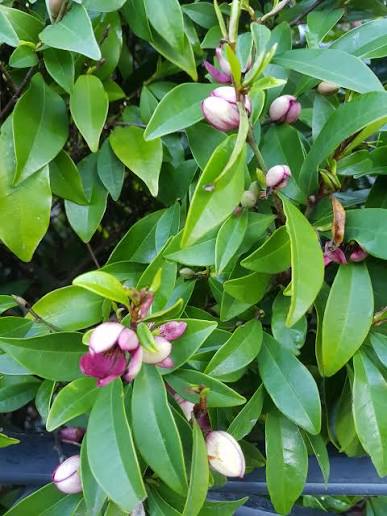 Michelia Figo (Port Wine Magnolia Topiary Balls)