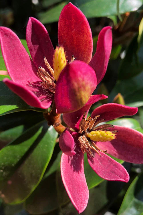 Michelia Figo 'Stellar Ruby' (Stellar Ruby Port Wine Magnolia)