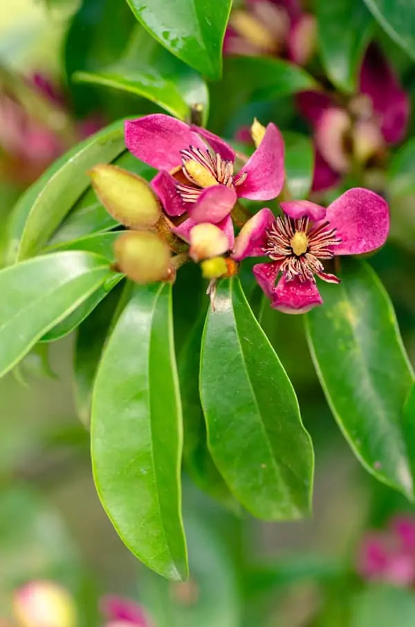 Michelia Figo 'Stellar Ruby' (Stellar Ruby Port Wine Magnolia)