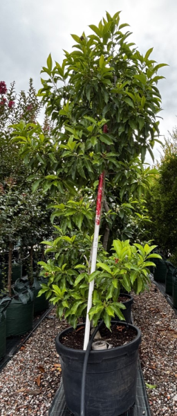 Olea europaea ‘Swan Hill’ (Swan Hill Olive)