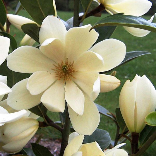Michelia 'Fairy Cream' (Fairy Cream Magnolia)