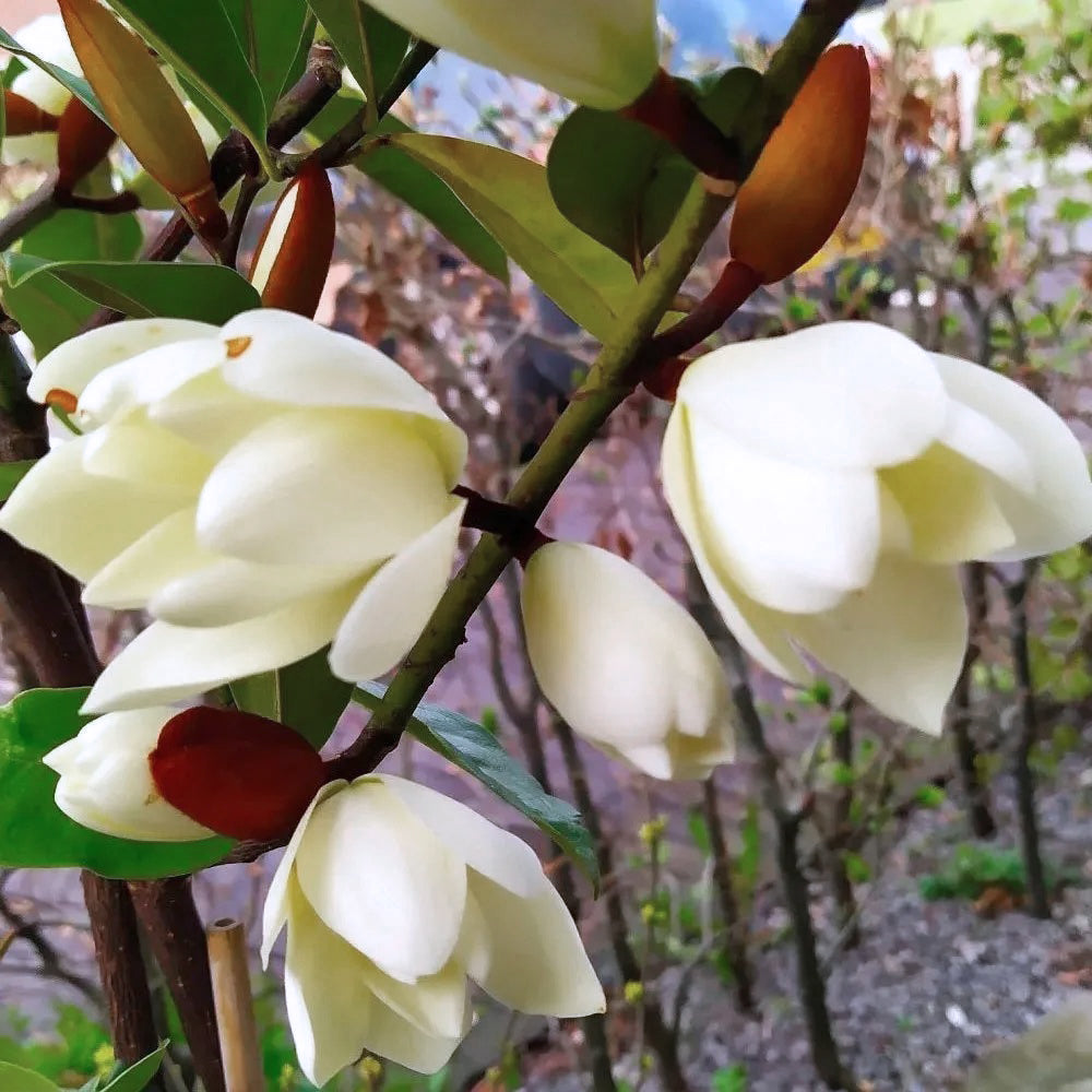 Michelia 'Fairy Cream' (Fairy Cream Magnolia)