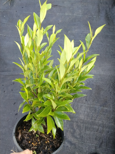 Michelia Figo (Port Wine Magnolia)
