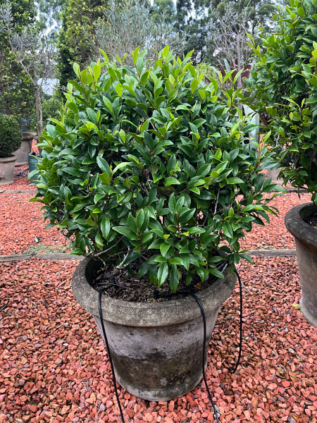 Michelia Figo (Port Wine Magnolia)